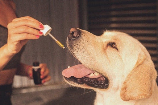 How CBD Oil for Pets Can Benefit Your Beloved Pooch?  